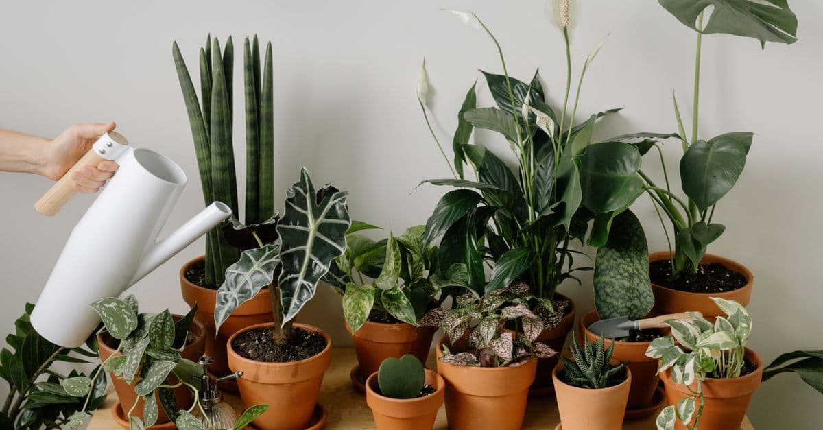 Melhores Plantas para Apartamento: 10 Espécies Fáceis e Produtos para Cuidar Melhor