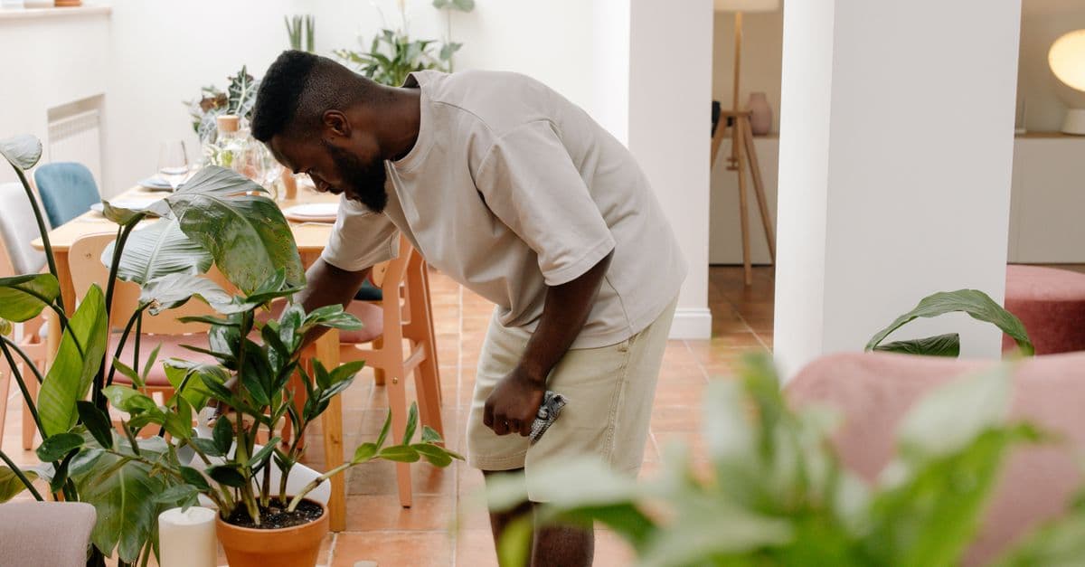 Plantas que Ajudam a Purificar o Ar: 7 Espécies para Casa e Apartamento